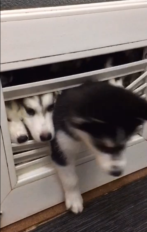 圖片來源：大鍋只是喝醉耶／秒拍