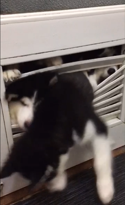 圖片來源：大鍋只是喝醉耶／秒拍