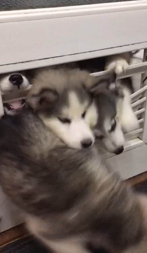 圖片來源：大鍋只是喝醉耶／秒拍