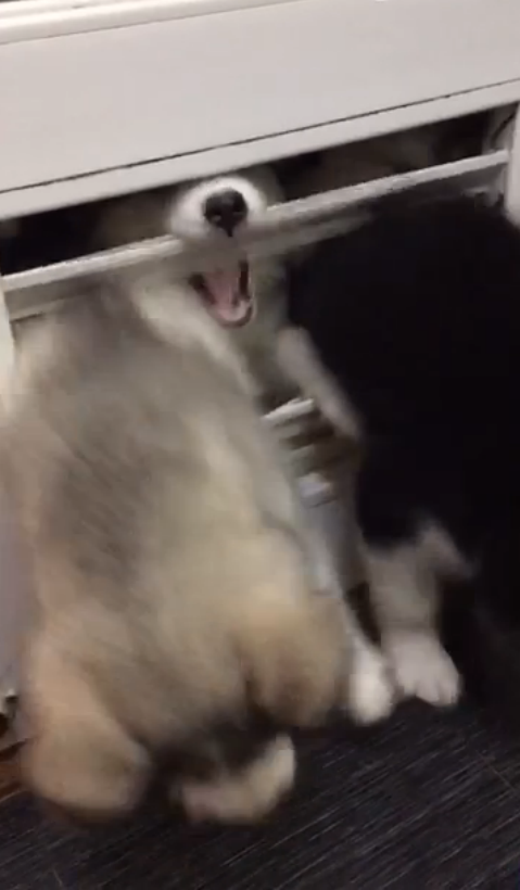 圖片來源：大鍋只是喝醉耶／秒拍