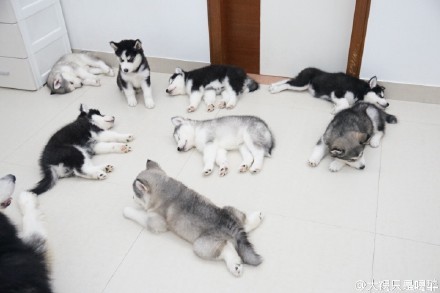 圖片來源：大鍋只是喝醉耶／秒拍