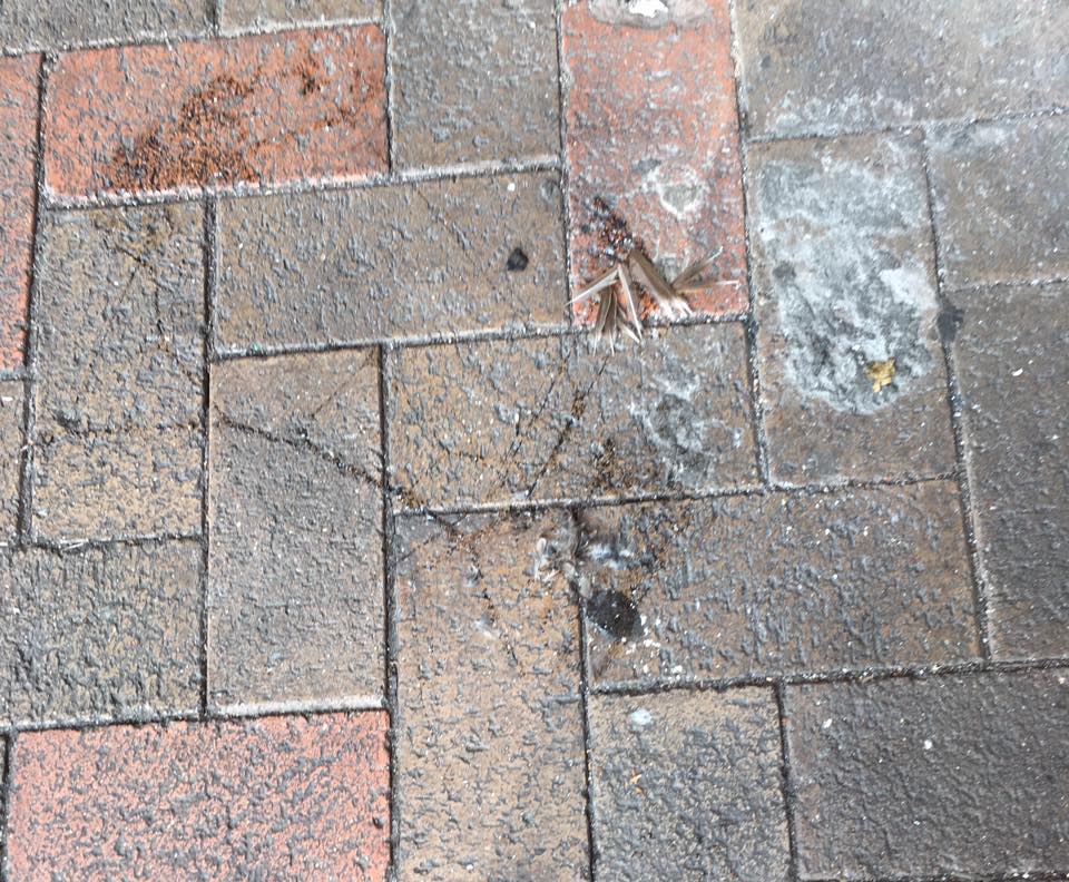 圖片來源：感謝網民Fredrick Lau同意轉載