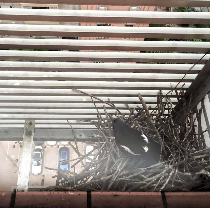 圖片來源：藍奕邦