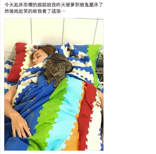 圖片來源：蔡依靜／貓咪也瘋狂俱樂部 CrazyCat club