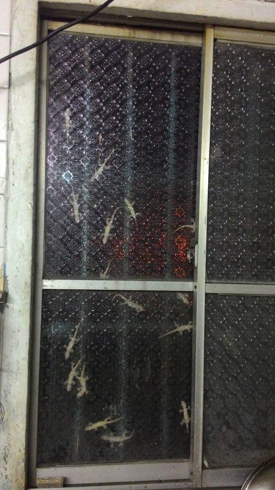 圖片來源：邱煜菱／‎●【爆廢公社】●