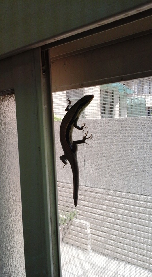 圖片來源：游家偉／‎●【爆廢公社】●