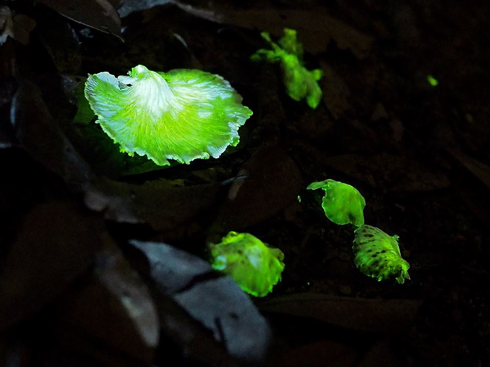 圖片來源:Edmund Fong/菇菌之友