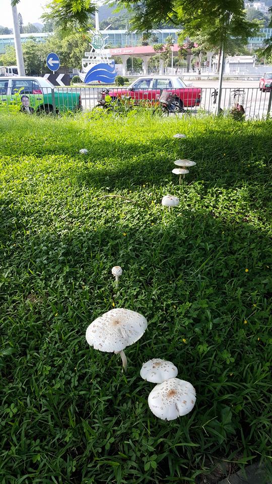 圖片來源:Katie Kong/Tai Po 大埔