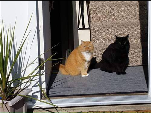 圖片來源：HildaRuuska／twitter