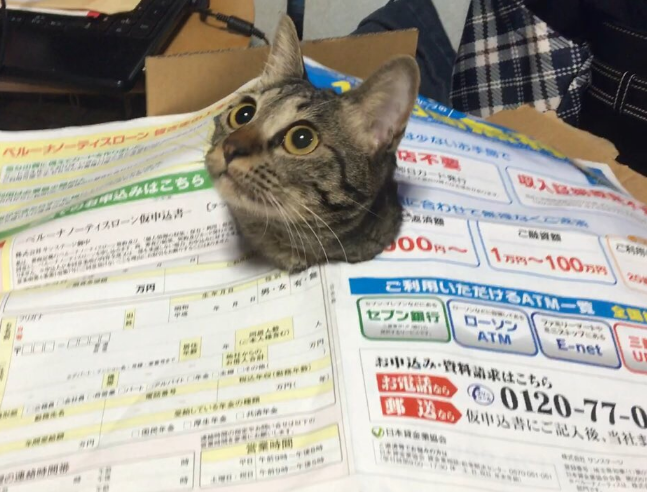 圖片來源：soramoon22／twitter