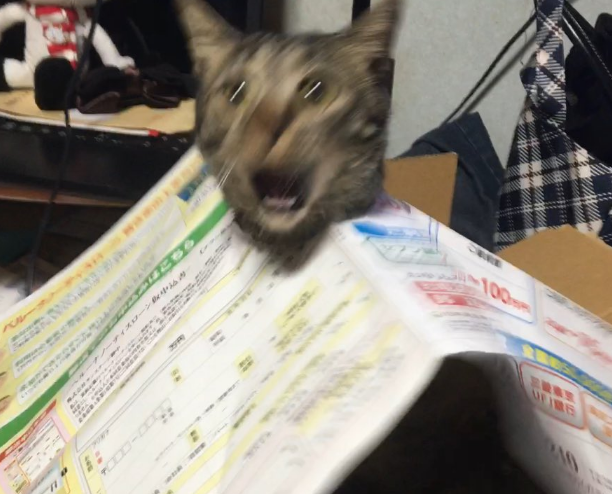 圖片來源:soramoon22/twitter