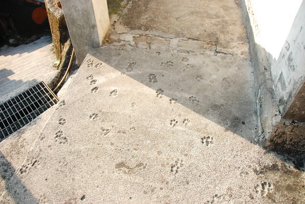 圖片來源： eltsac