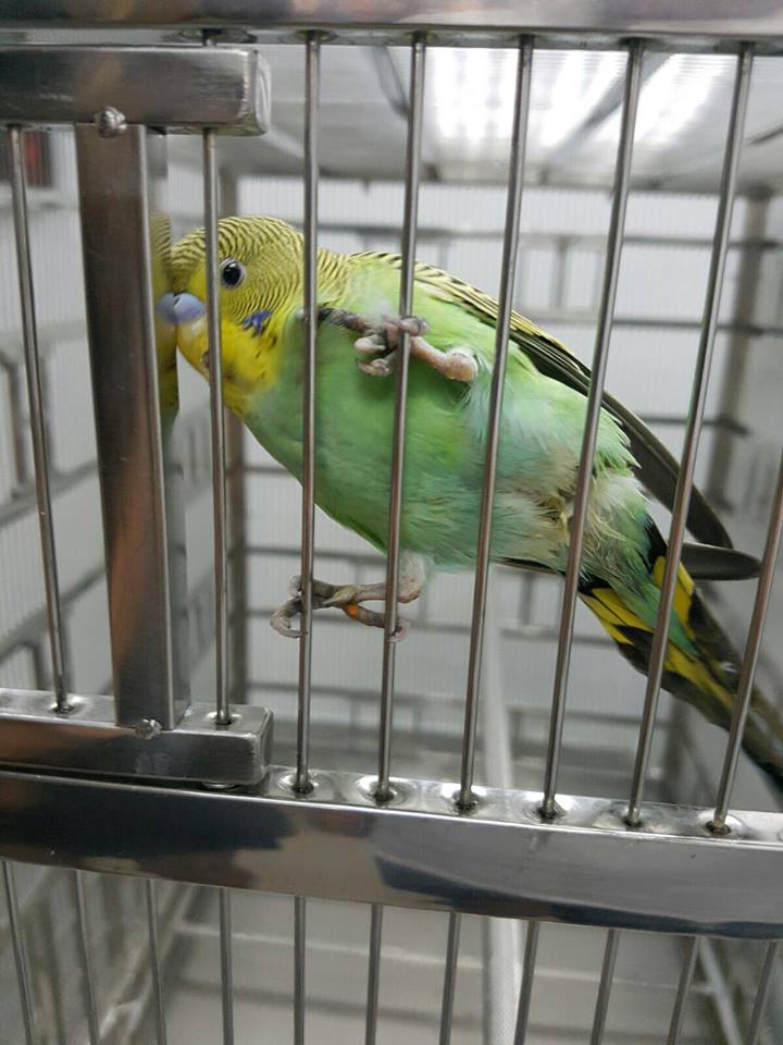 圖片來源：匿名網民 