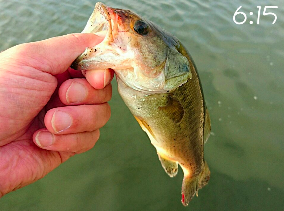 圖片來源：Yoshimi08／twitter