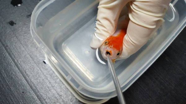 圖片來源：Brisbane Bird and Exotics Veterinary Services