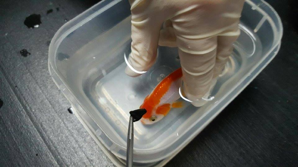 圖片來源：Brisbane Bird and Exotics Veterinary Services