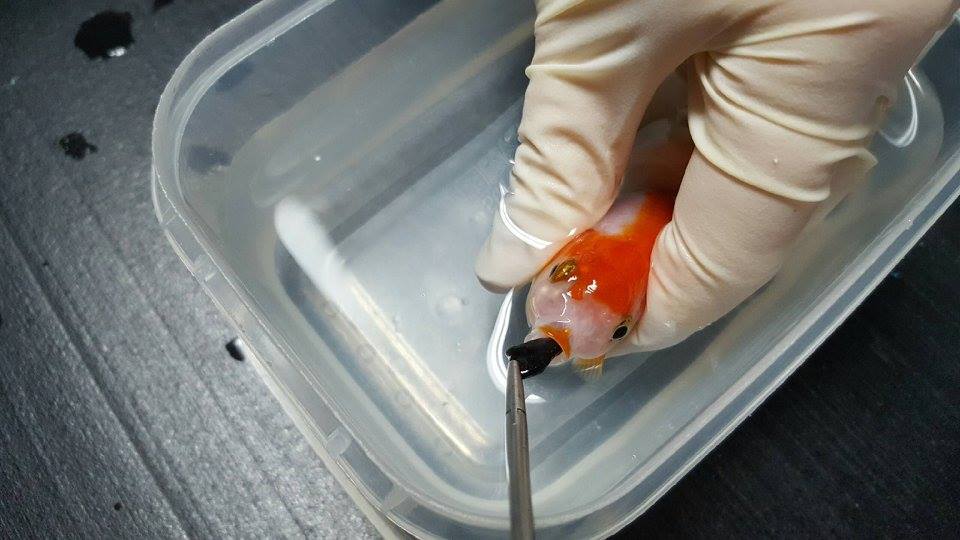 圖片來源：Brisbane Bird and Exotics Veterinary Services