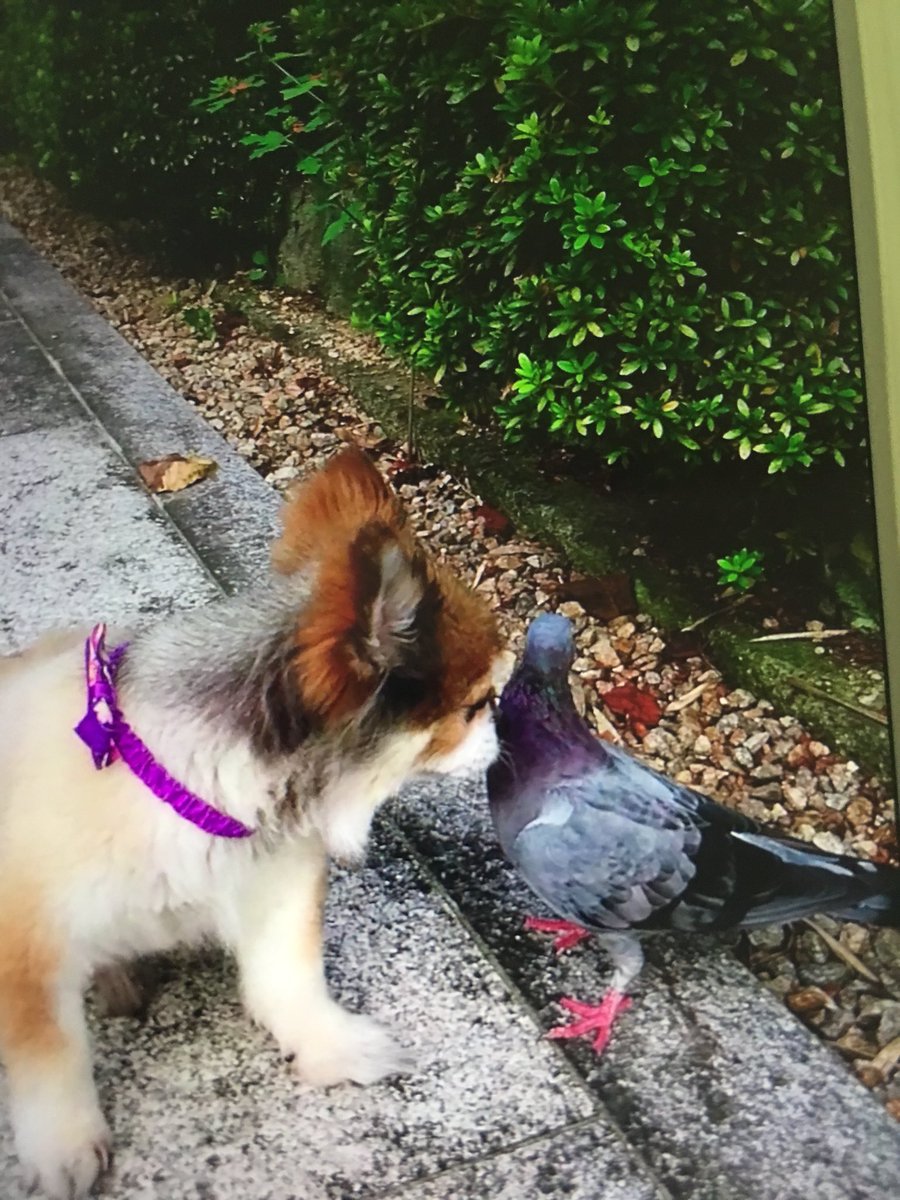 圖片來源：seiso_desu／twitter