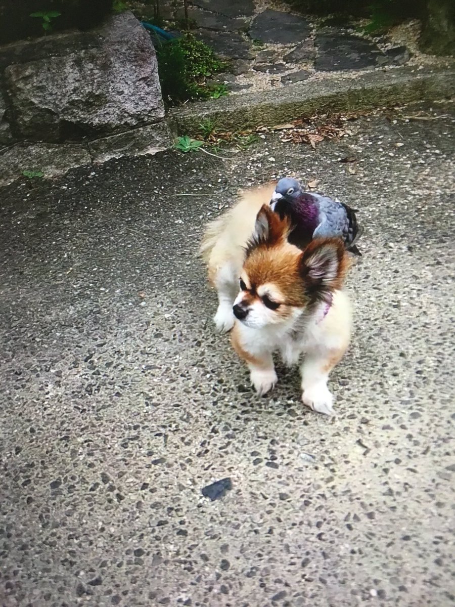 圖片來源：seiso_desu／twitter