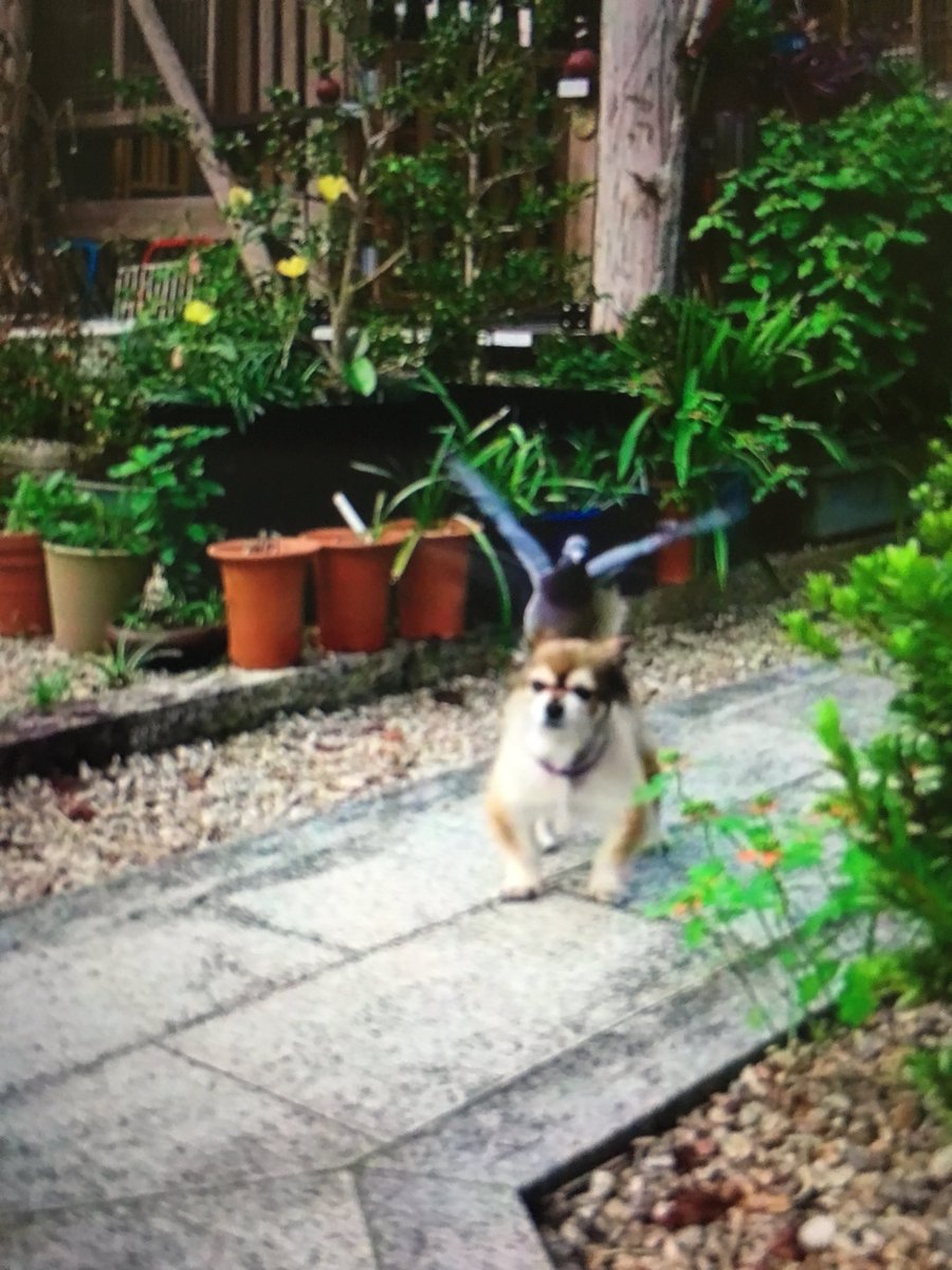 圖片來源：seiso_desu／twitter