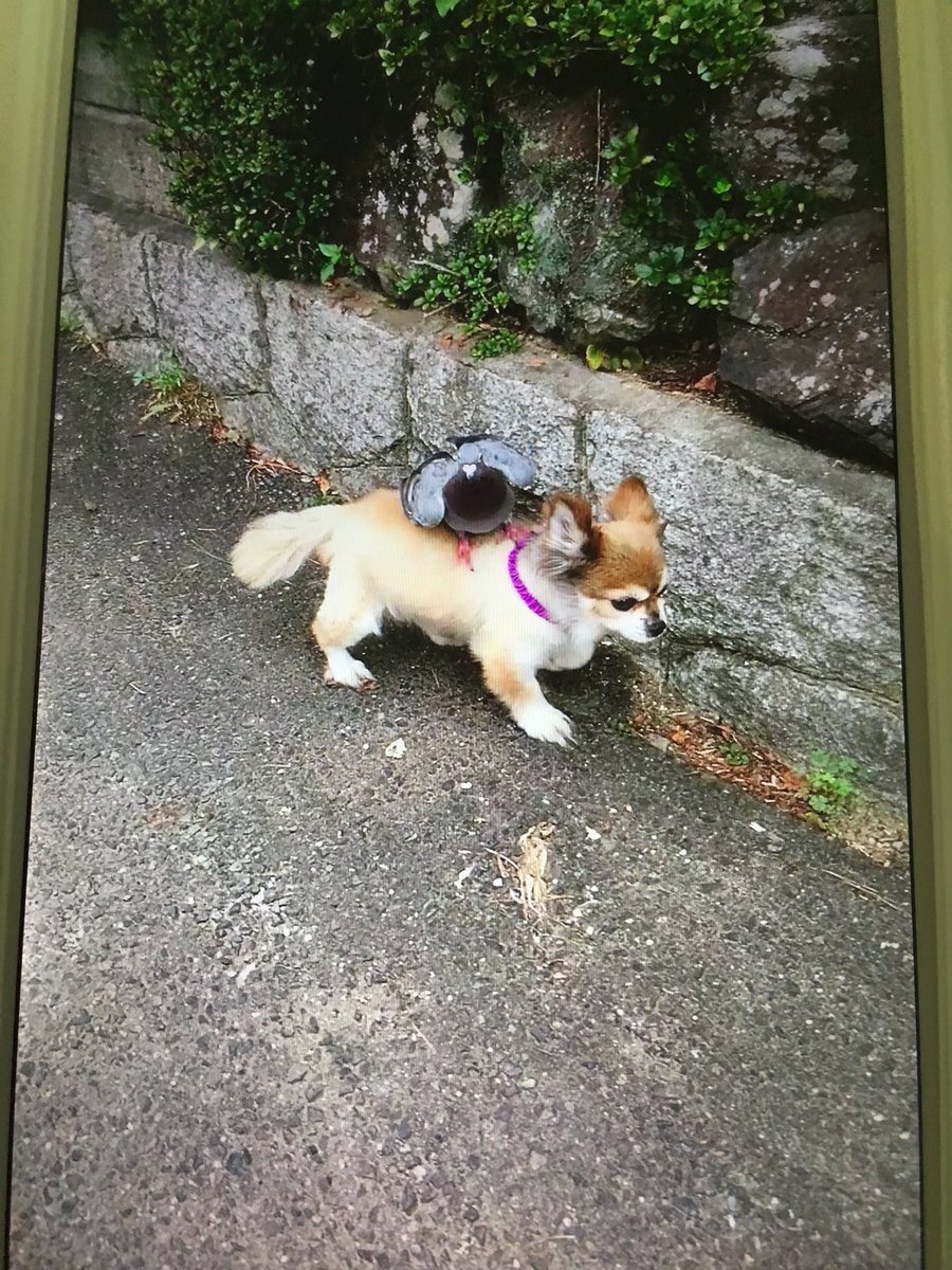 圖片來源：seiso_desu／twitter