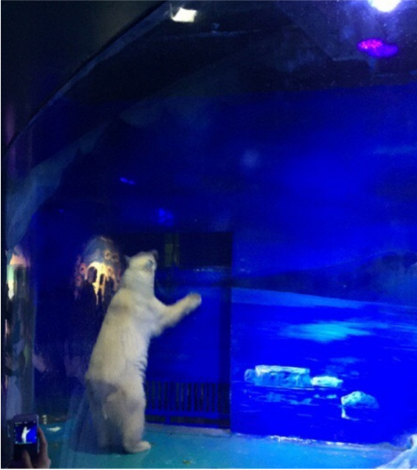 圖片來源:中國鯨類保護聯盟