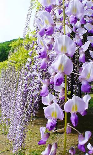 圖片來源：rara_loid／twitter