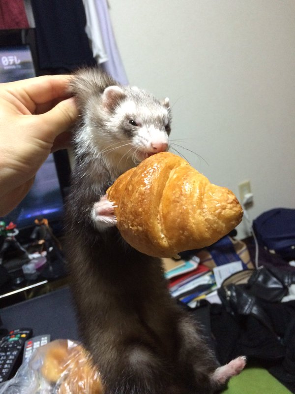 圖片來源： IjrNemu／twitter