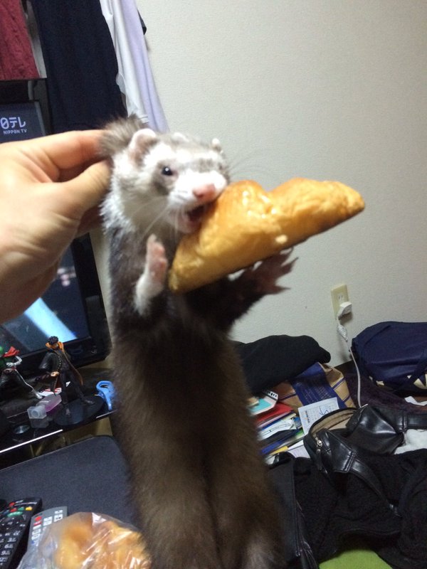 圖片來源： IjrNemu／twitter