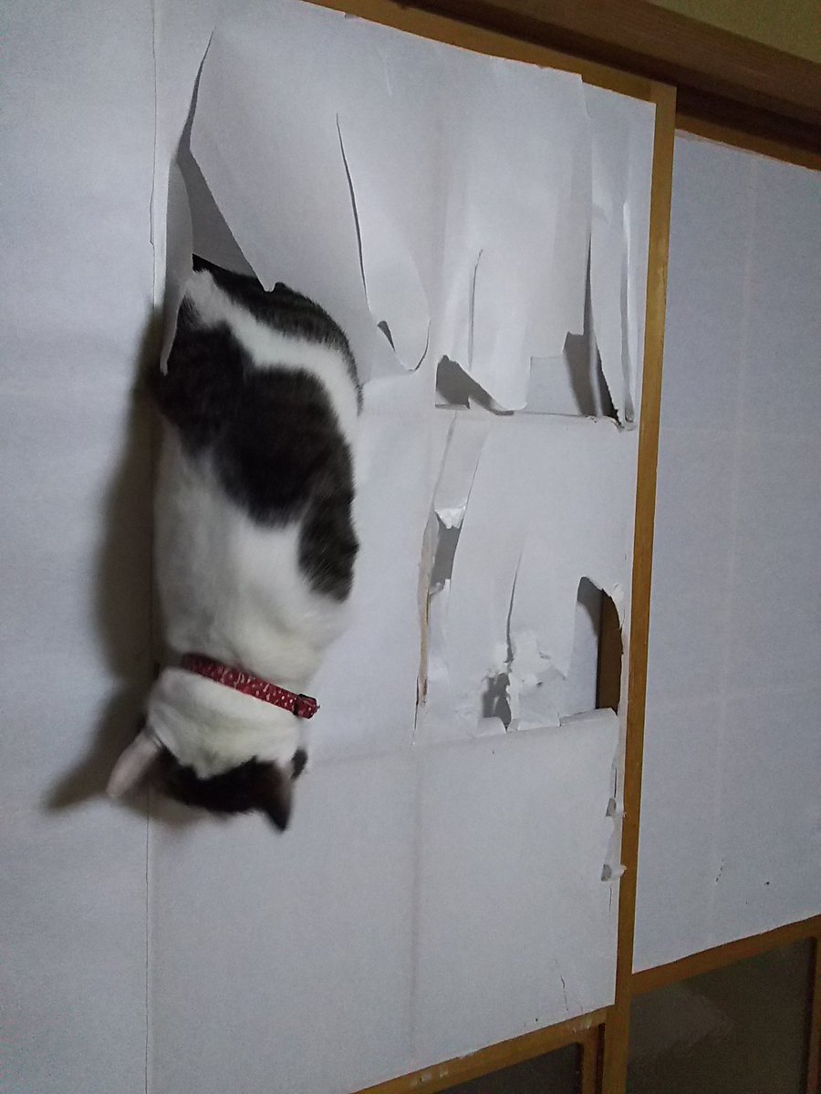 圖片來源: omaru_cat/twitter