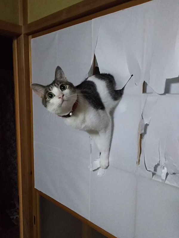 圖片來源: omaru_cat/twitter