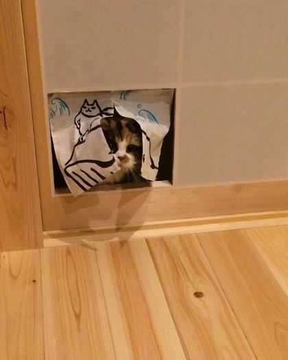 圖片來源: nekomemo