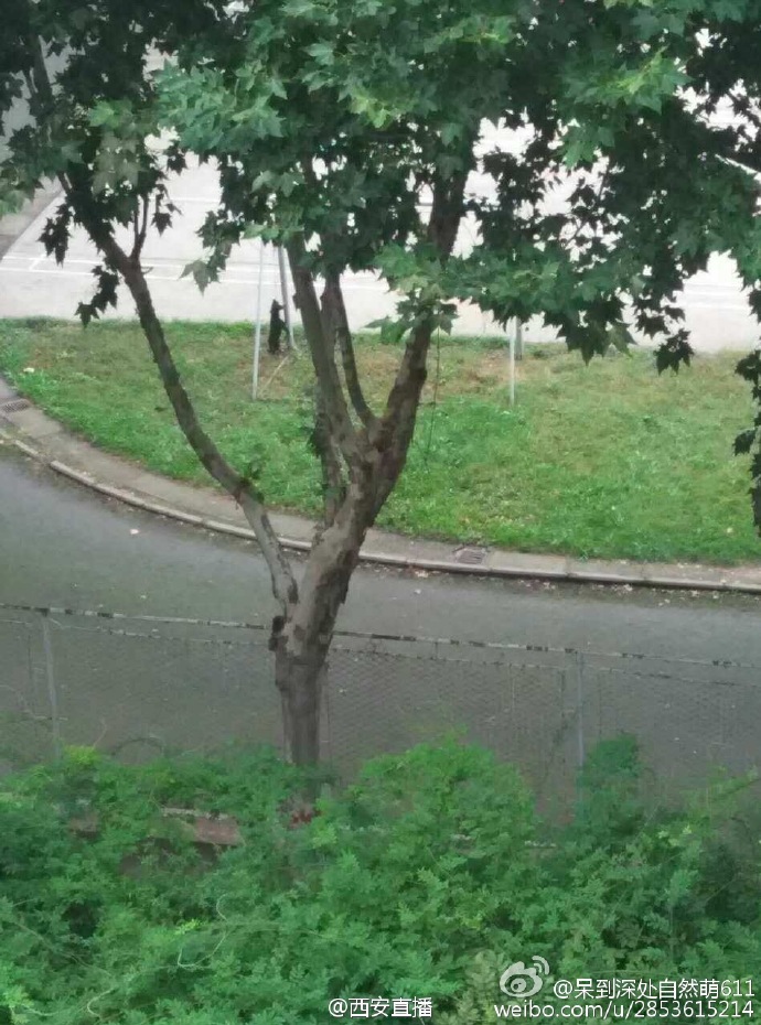 圖片來源：呆到深處自然萌611／微博