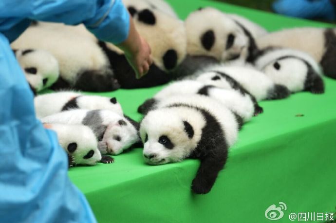 圖片來源：四川日報 ／微博
