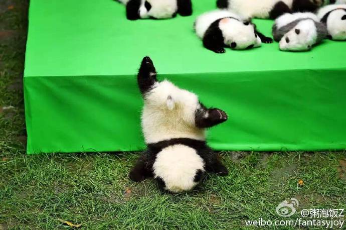 圖片來源：粥泡飯Z／微博