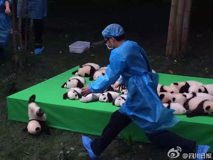 圖片來源：四川日報 ／微博