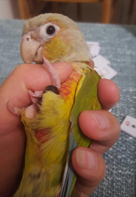 圖片來源：曉艷時／微博