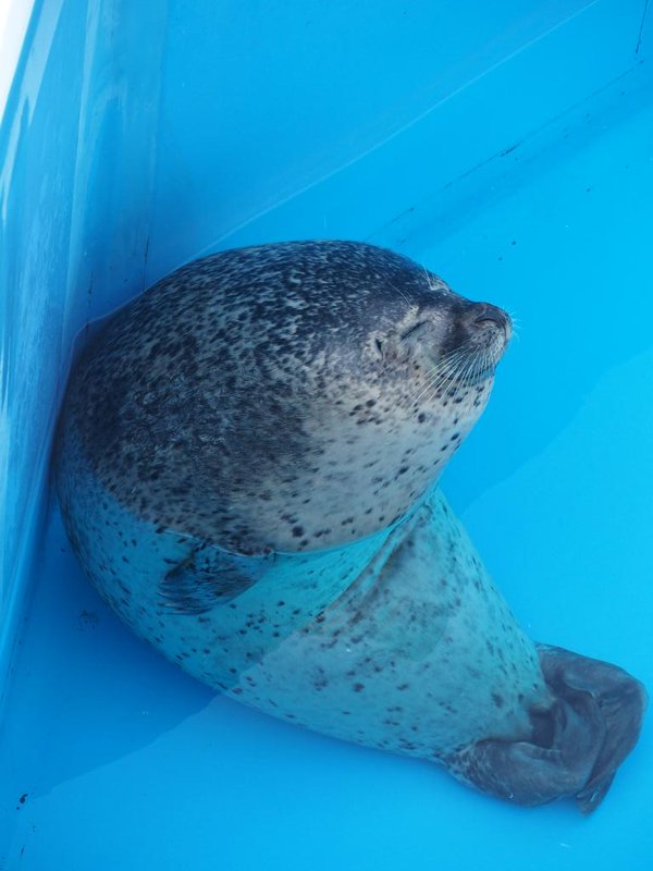 圖片來源：hirameki1p／twitter