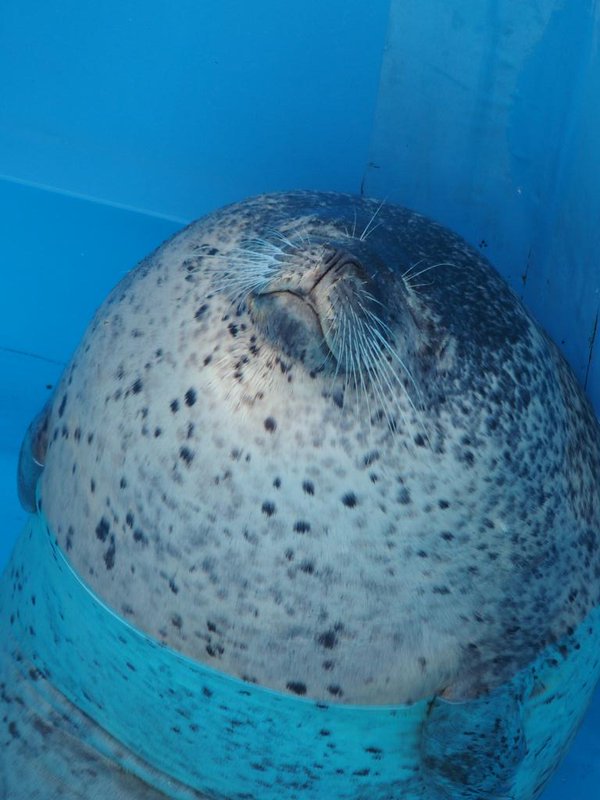 圖片來源：hirameki1p／twitter