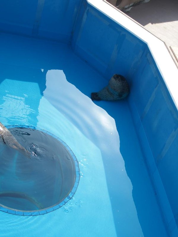 圖片來源：hirameki1p／twitter