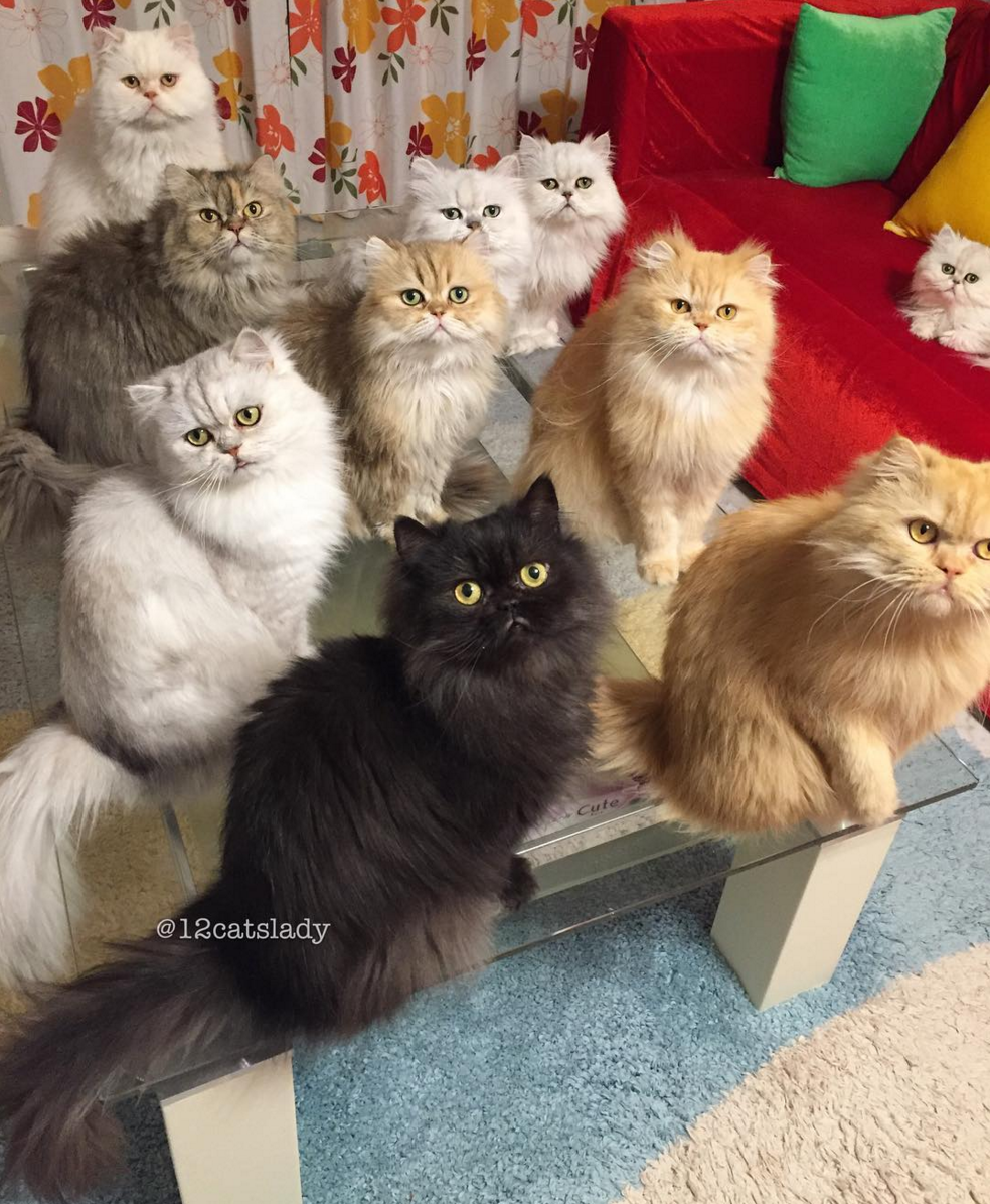 圖片來源：12catslady／instagram