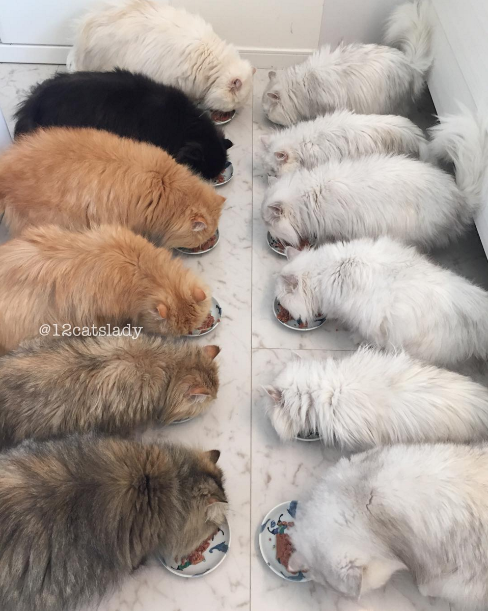 圖片來源：12catslady／instagram