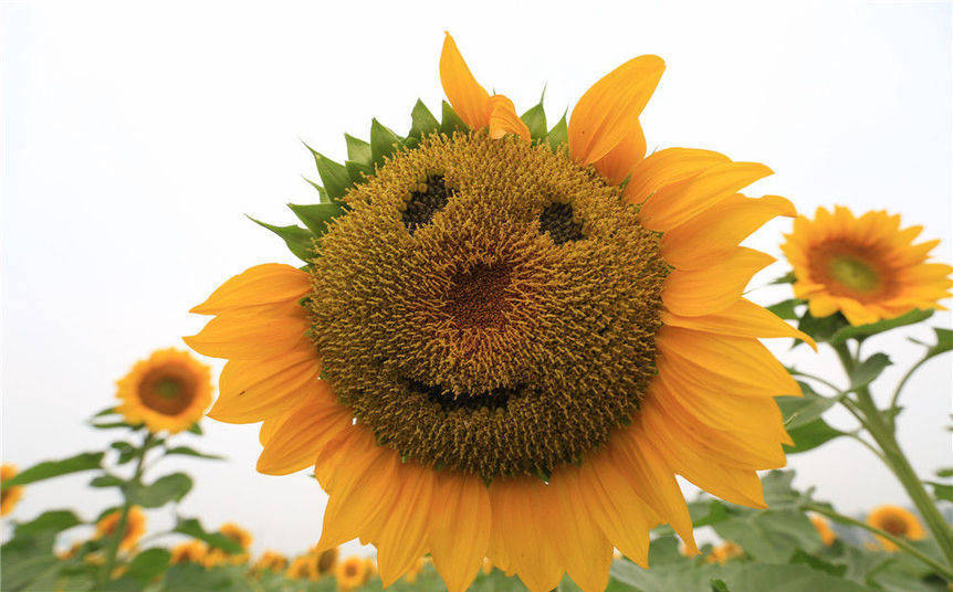 圖片來源：視覺中國