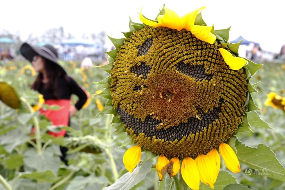 圖片來源：中華網