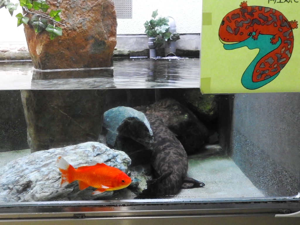 圖片來源：excite.co.jp