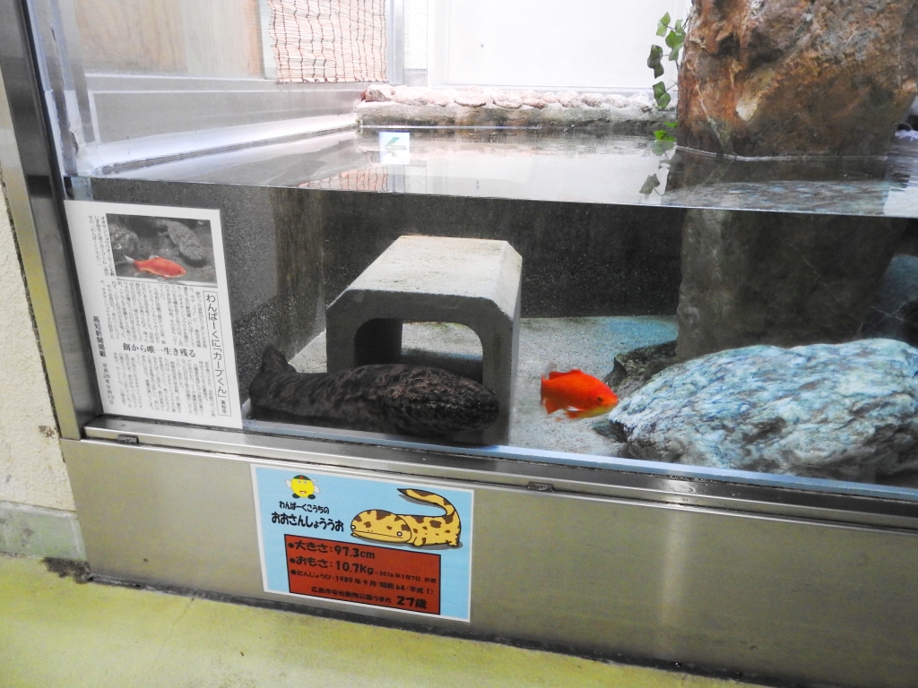 圖片來源：excite.co.jp