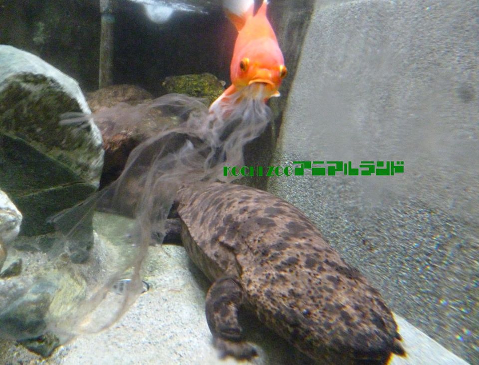 圖片來源：高知市みどり課「わんぱーくこうちアニマルランド」