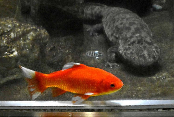 圖片來源：excite.co.jp