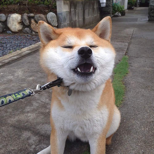 圖片來源:twitter