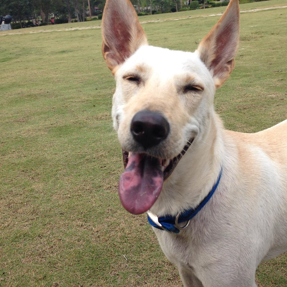 感謝「粗脖子Mumu」同意轉載